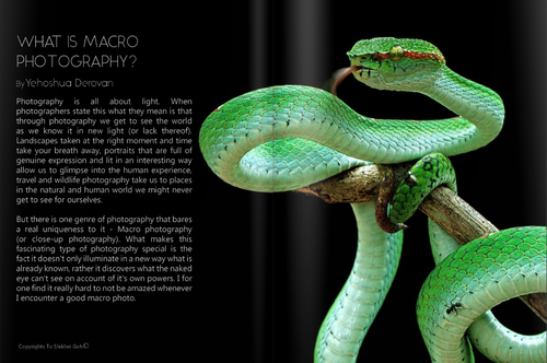 Screen Shot 2015 11 04 at 2.12.39 PM צלמי המאקרו שלנו מתארחים בIsraeli Lens Magazine Screen Shot 2015 11 04 at 2.12.39 PM צלמי המאקרו שלנו מתארחים בIsraeli Lens Magazine