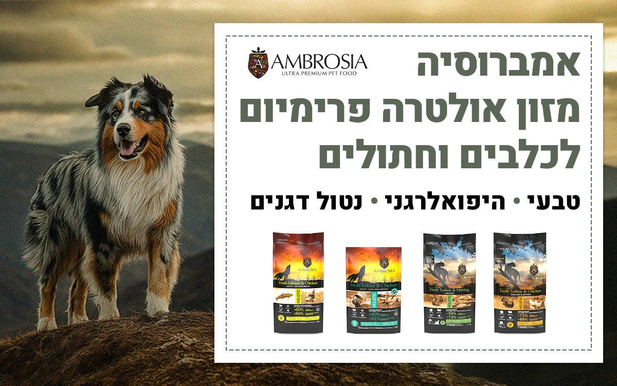 אמברוסיה לכלב