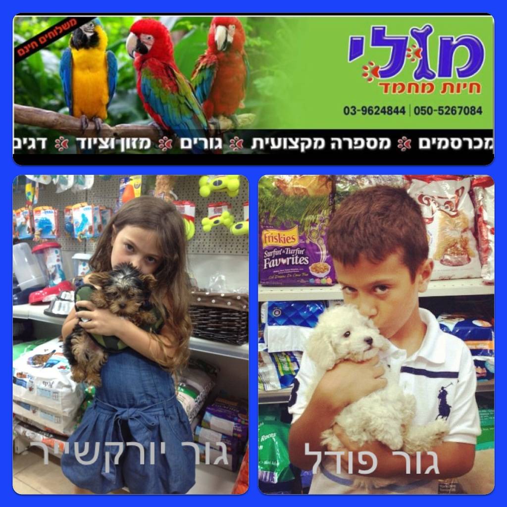 תמונה