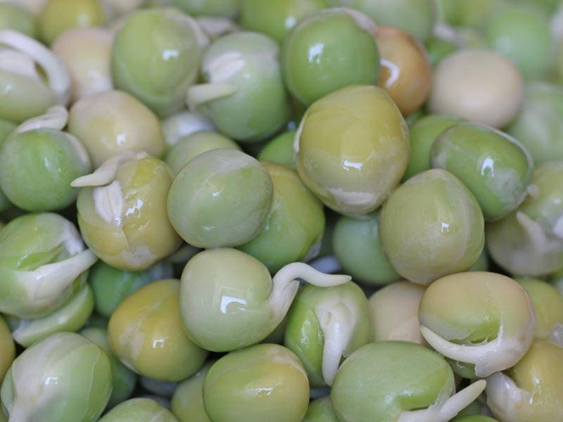 זרעי נבטוטים