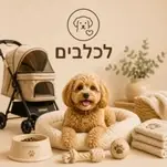 תמונה