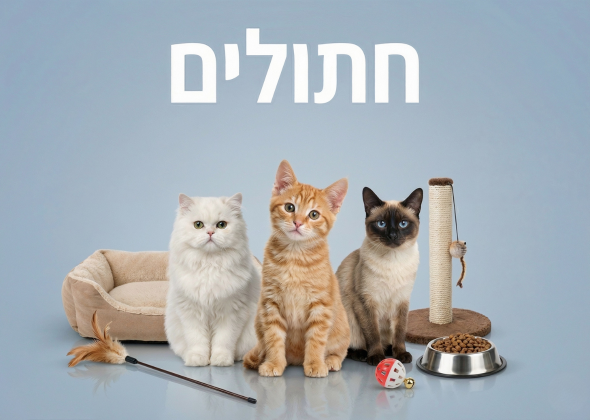 חתולים
