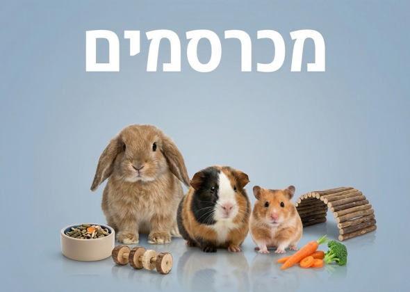 מכרסמים