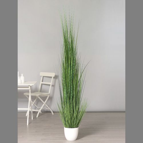 דשא ארוך 2.2 מטר בכלי לבן ISOLEPSIS-GRASS
