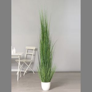 דשא ארוך 2.2 מטר בכלי לבן ISOLEPSIS-GRASS