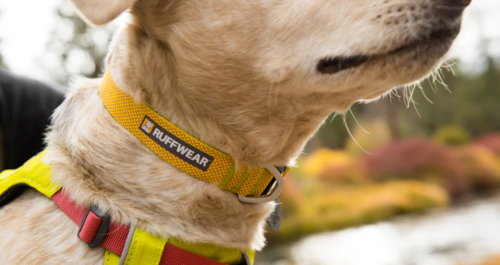 Hi & Light™ Collar