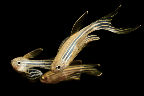 זברה דניו ארוך סנפיר zebra longfin danio