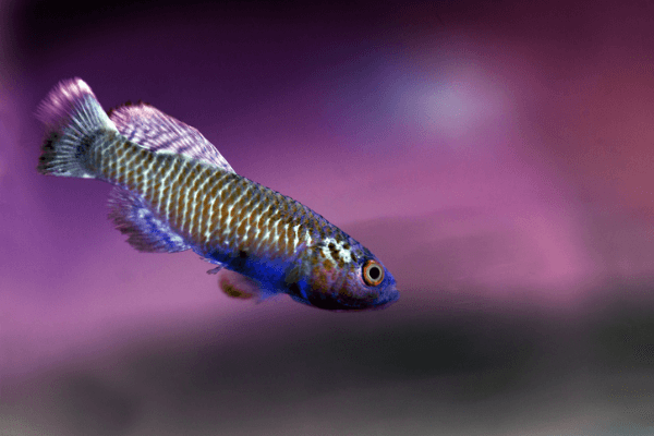 גואנטרי קיליפיש Guentheri Killifish