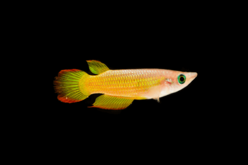 גולדן וונדר קיליפיש Golden Wonder Killifish