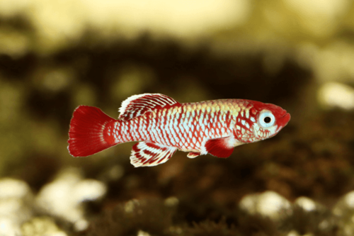 מגניפיקוס קיליפיש Magnificus Killifish