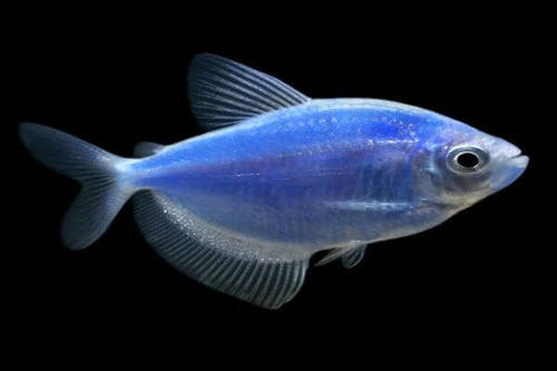 קוסמיק בלו גלופיש Cosmic Blue Glofish