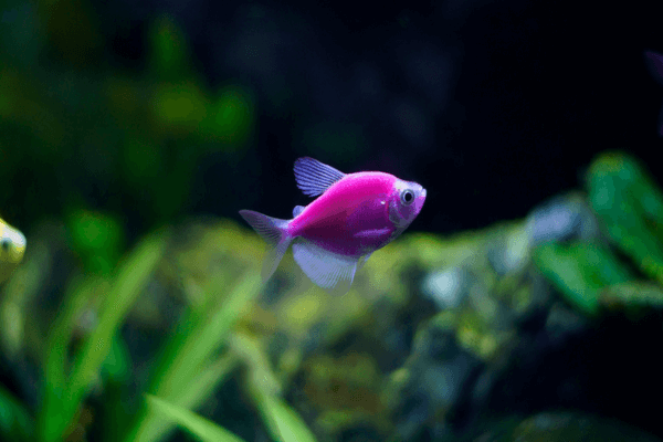 גלקטיק פרפל  Galactic Purple Glofish