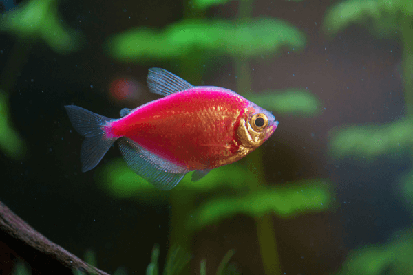 מונרייז פינק גלופיש Moonrise Pink Glofish