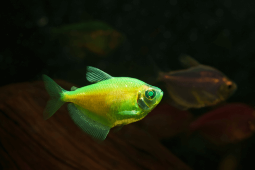 אלקטריק גרין גלופיש Electric Green Glofish