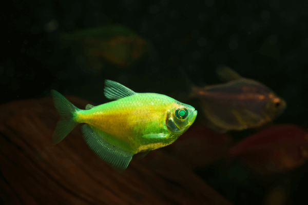 אלקטריק גרין גלופיש Electric Green Glofish