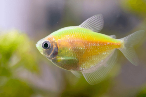 סנבורסט אורנג' גלופיש Sunburst Orange Glofish