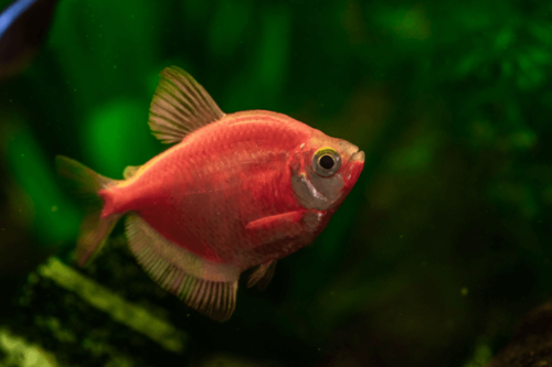 סטרפייר רד גלופיש Starfire Red Glofish
