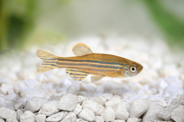 זברה דניו Zebra Danio