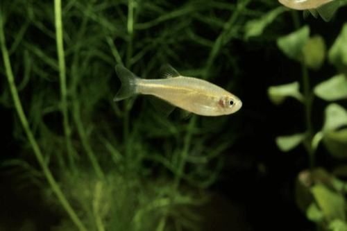 דניו פנינה Pearl Danio