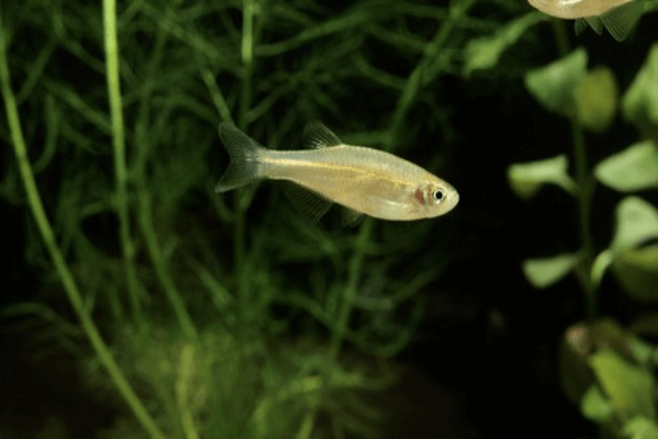 דניו פנינה Pearl Danio