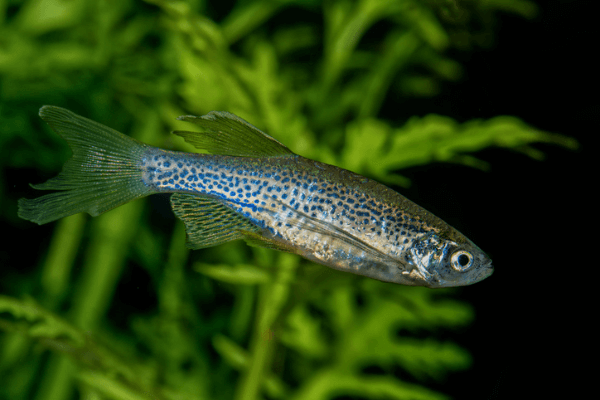 דניו נמר ארוך סנפיר Leopard Longfin Danio
