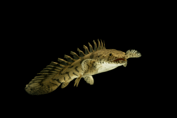 רב סנפיר דלחזי Delhezi Bichir