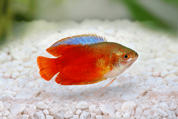 גורמי גמד להבה Flame Dwarf Gourami