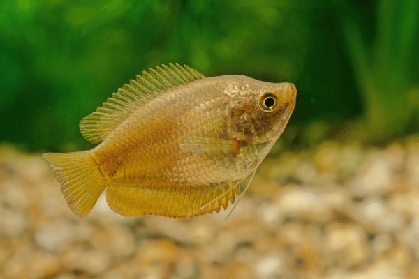 גורמי גמד דבש Honey Dwarf Gourami