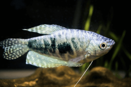 גורמי אופלין Opaline Gourami
