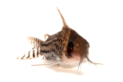 קורידורס סימיליס Similis Corydoras Catfish