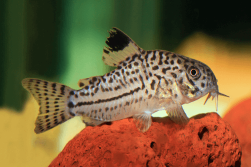 קורידורס פלס ג'ולי False Julii Cory Cat