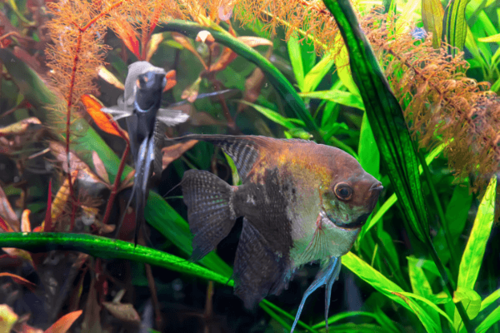 סקלאר חצי שחור Half Black Angelfish