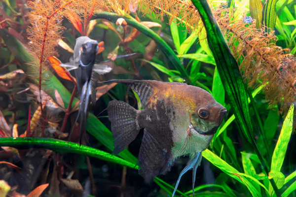 סקלאר חצי שחור Half Black Angelfish