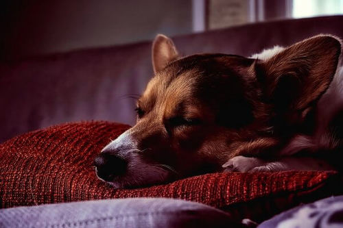 בחירת מזרון לכלב