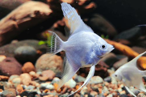 סקלאר פלטינום Platinum Angelfish