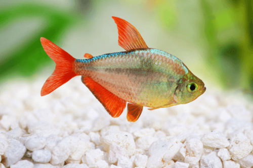 טטרה קולומביאנית כחולה אדומה-Red Blue Columbian Tetra