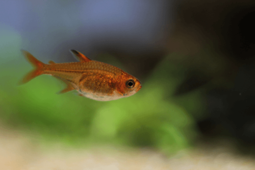 טטרה אמבר Ember Tetra