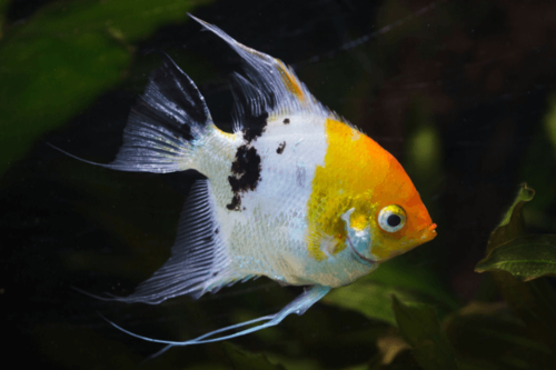 סקלאר קוי-Koi Angelfish