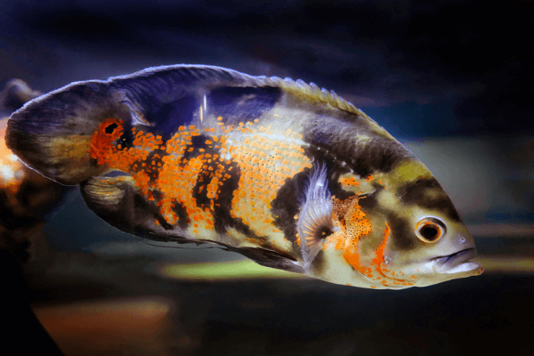 אוסקר-Oscar Cichlid