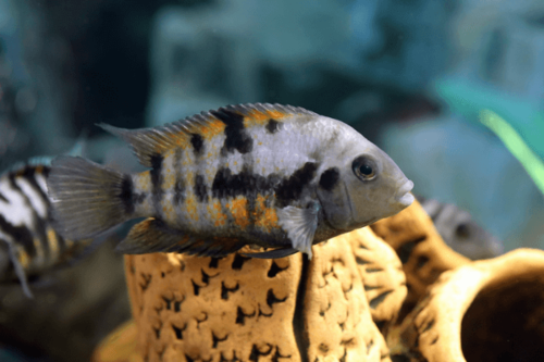 זברה-Convict Cichlid