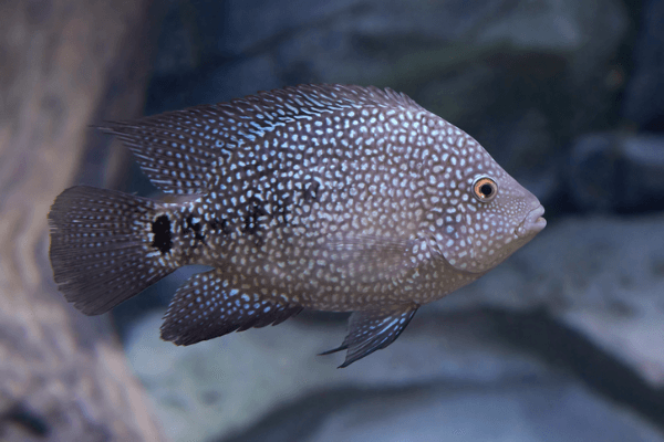 ציקליד טקסס-Texas Cichlid
