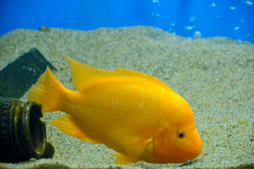 ציקליד שטן -midas Cichlid