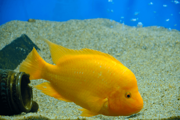 ציקליד שטן -midas Cichlid