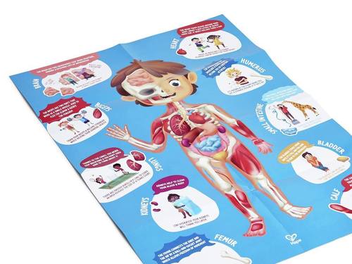 פאזל רצפה 50 חלקים עם חלקים תלת ממדיים - גוף האדם