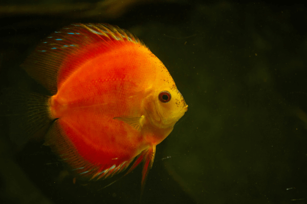  דיסקוס רד מלבורו Red Marlboro Discus