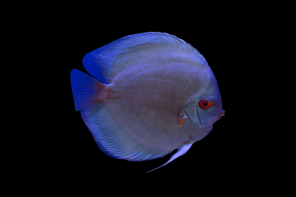  דיסקוס בלו דיימונד-Blue Diamond Discus