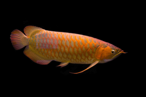 ארואנה אדומה Red Arowana