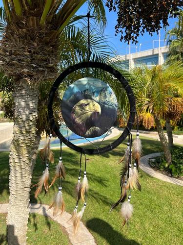 לוכד חלומות  נשר