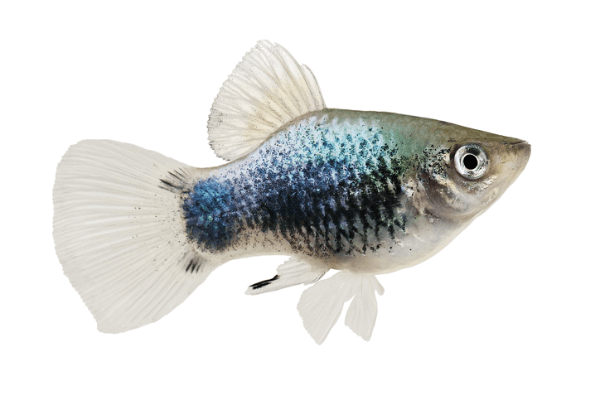 פלטי כחול Blue platy
