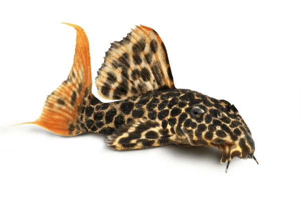 פלקו נמר זנב אדום Redtail Leopard L114